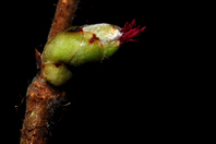 Corylus avellana Corylus avellana